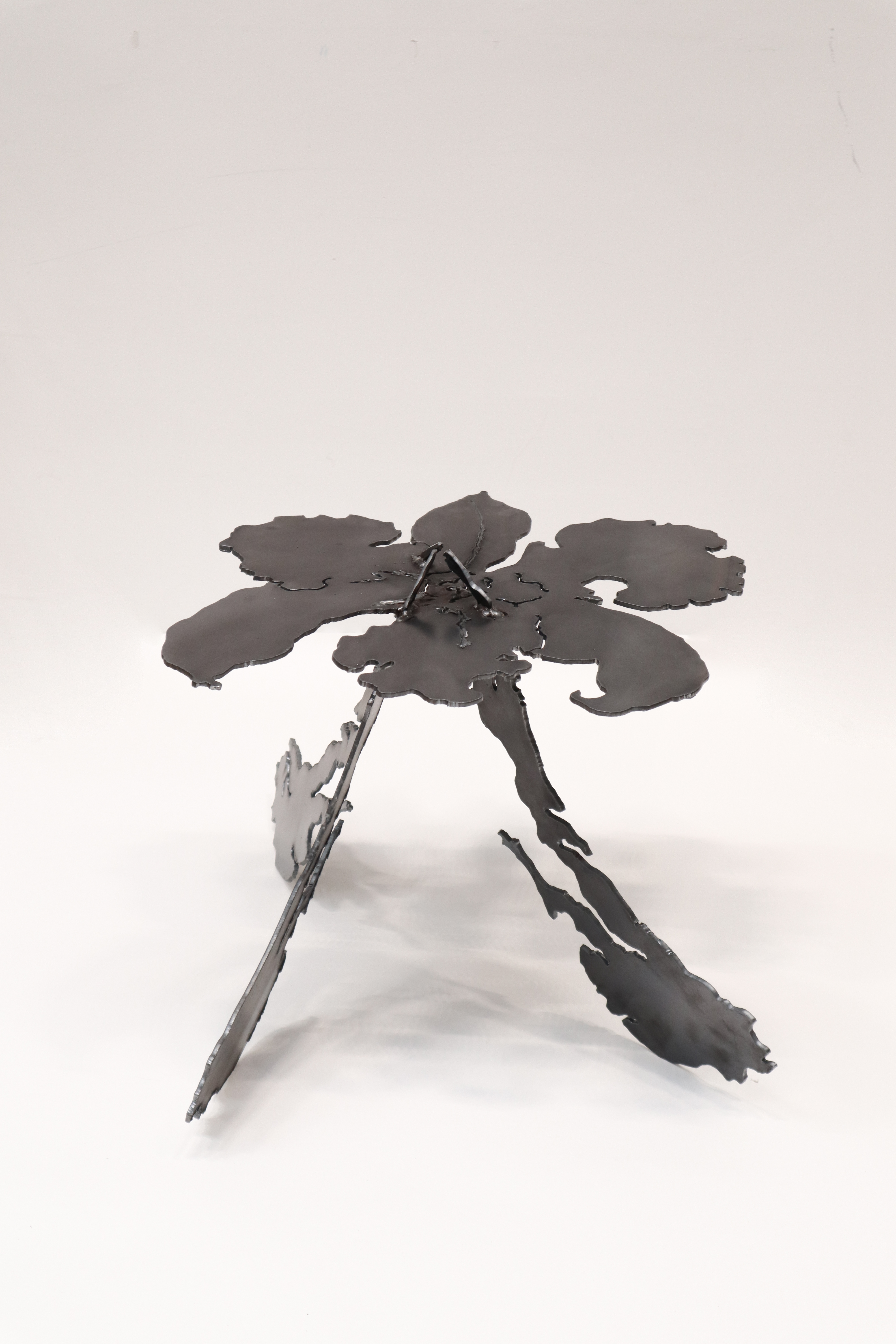 Bloom of a Vanishing Dream